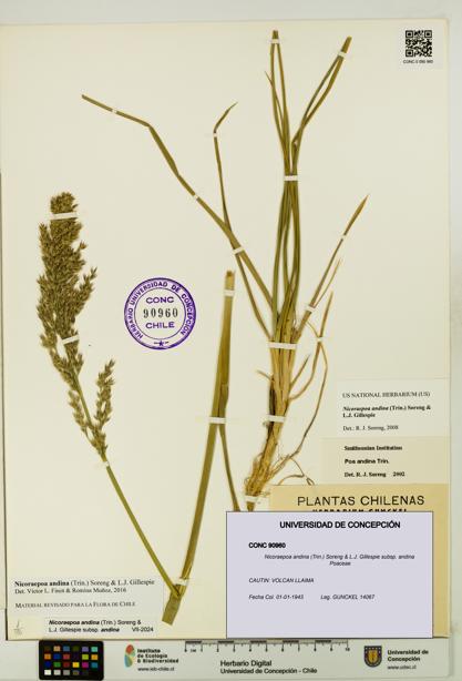 Nicoraepoa andina subsp. andina [Espécimen: UDEC:CONC:0090960]