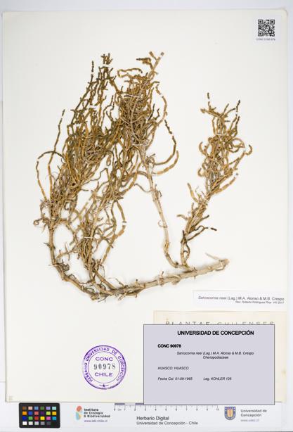 Sarcocornia neei [Espécimen: UDEC:CONC:0090978]