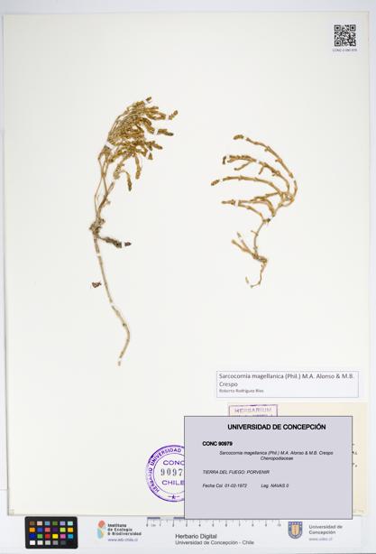 Sarcocornia magellanica [Espécimen: UDEC:CONC:0090979]