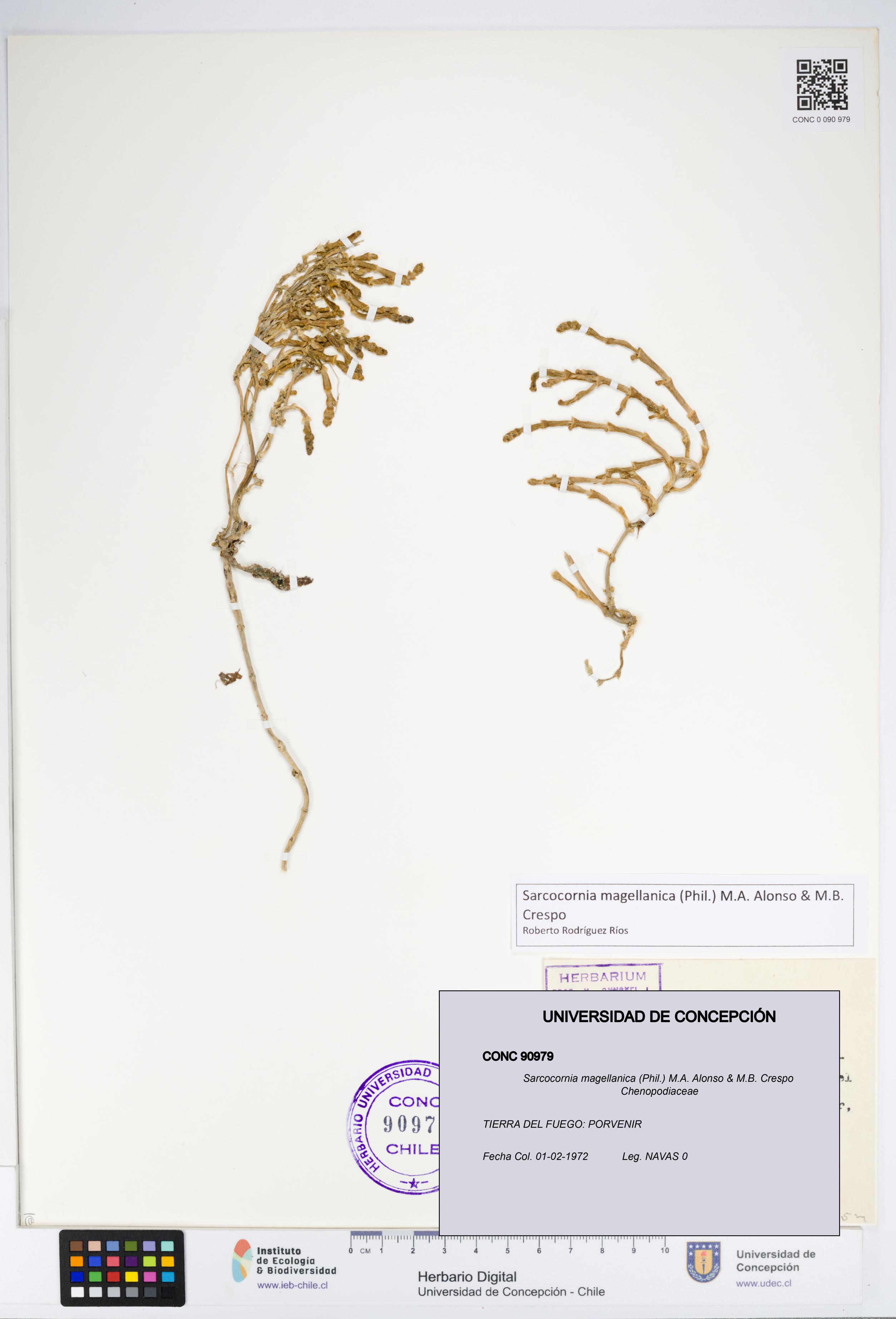 Sarcocornia magellanica [Espécimen: UDEC:CONC:0090979]