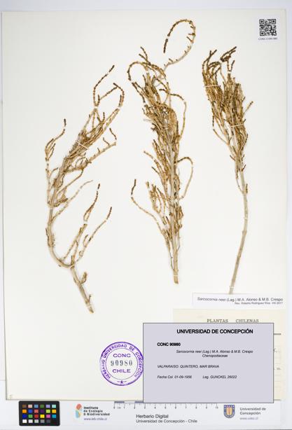 Sarcocornia neei [Espécimen: UDEC:CONC:0090980]