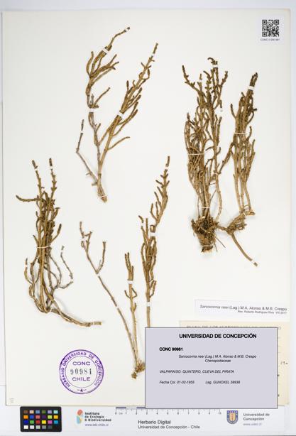 Sarcocornia neei [Espécimen: UDEC:CONC:0090981]