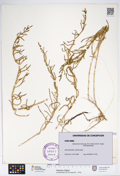 Sarcocornia neei [Espécimen: UDEC:CONC:0090982]