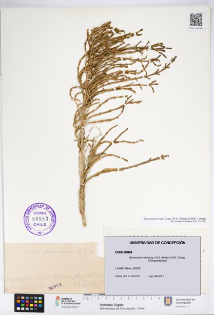 Sarcocornia neei [Espécimen: UDEC:CONC:0090983]