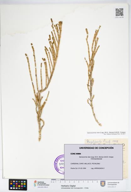 Sarcocornia neei [Espécimen: UDEC:CONC:0090984]