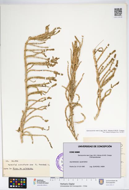Sarcocornia neei [Espécimen: UDEC:CONC:0090985]