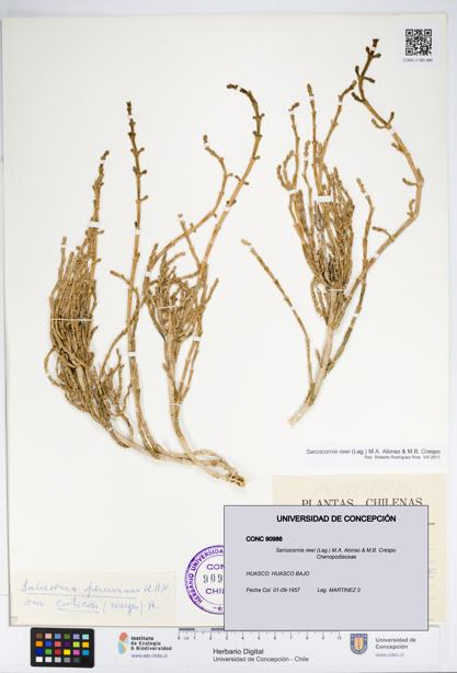 Sarcocornia neei [Espécimen: UDEC:CONC:0090986]