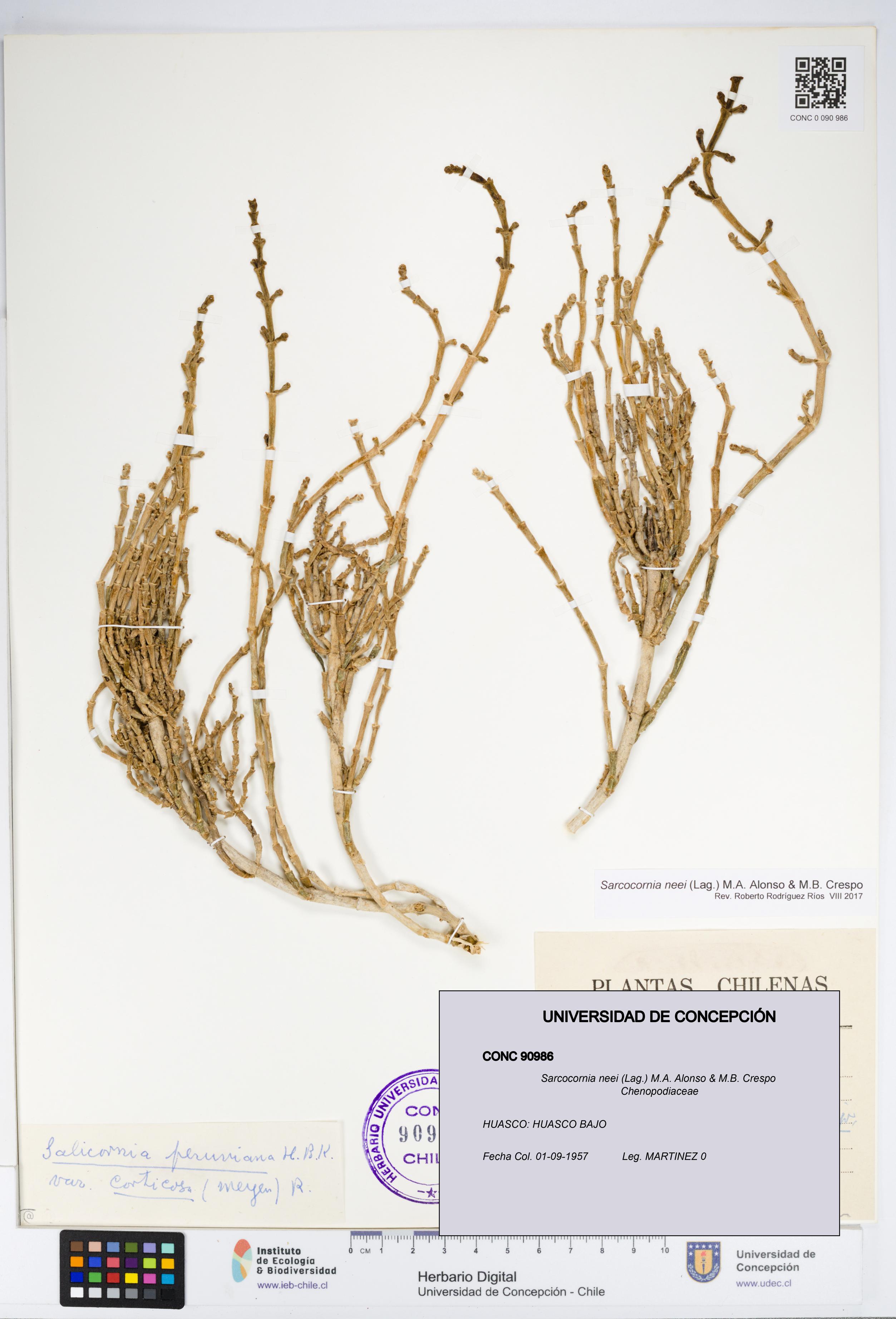 Sarcocornia neei [Espécimen: UDEC:CONC:0090986]