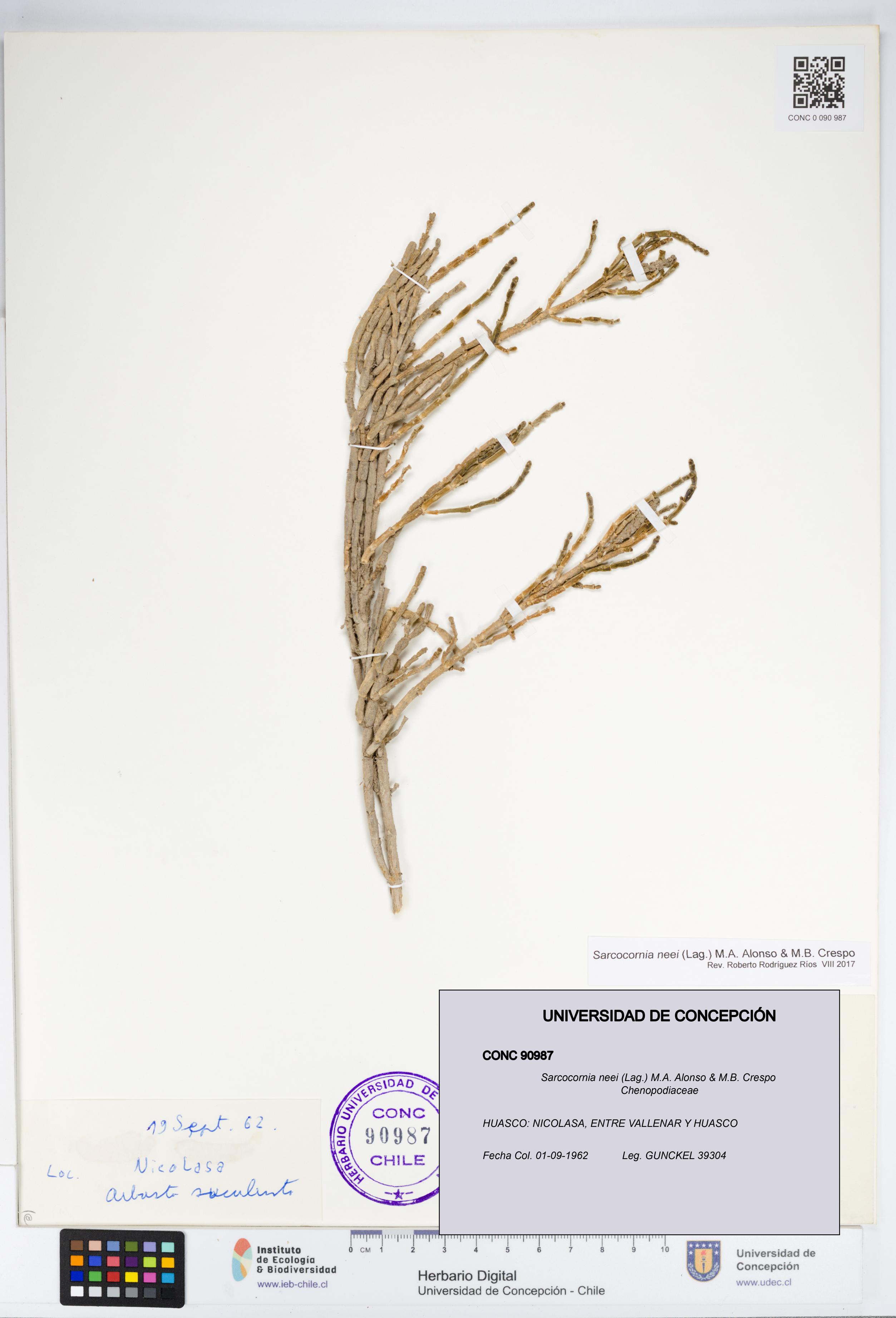 Sarcocornia neei [Espécimen: UDEC:CONC:0090987]