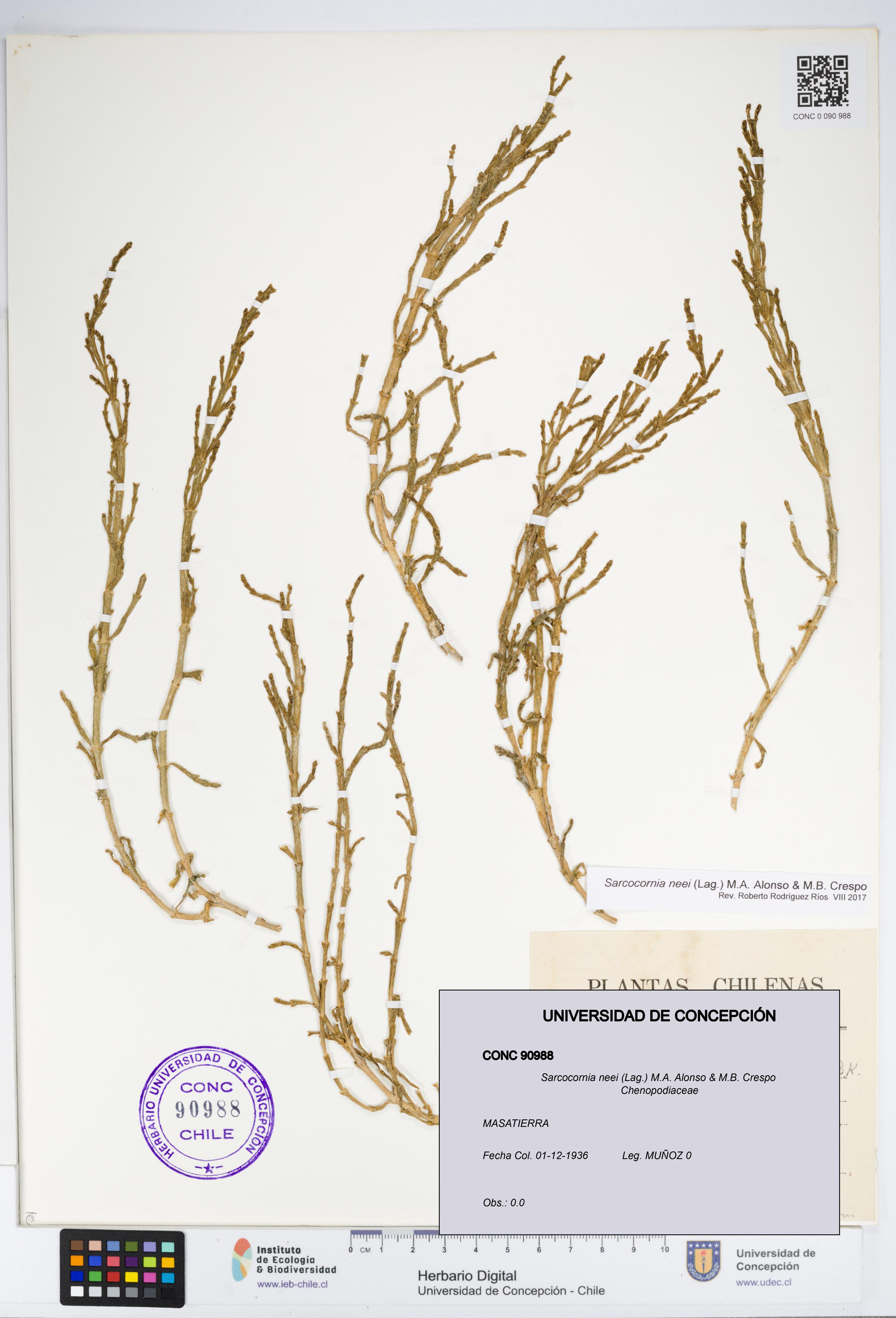 Sarcocornia neei [Espécimen: UDEC:CONC:0090988]