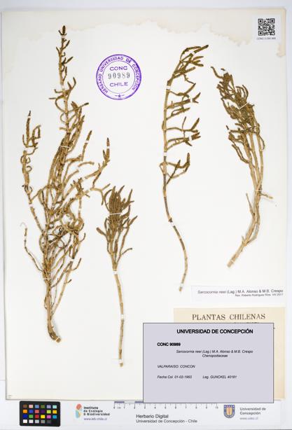 Sarcocornia neei [Espécimen: UDEC:CONC:0090989]