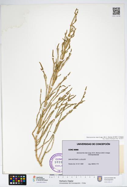 Sarcocornia neei [Espécimen: UDEC:CONC:0090990]
