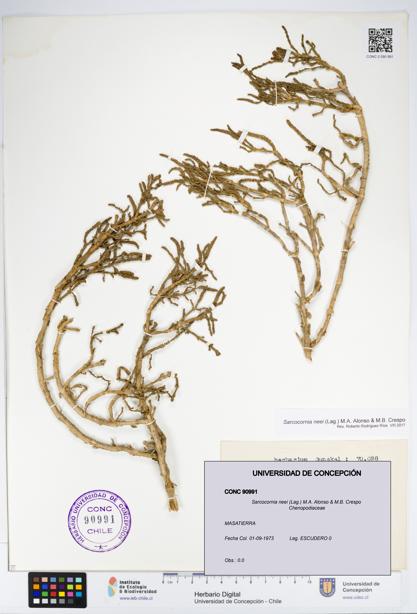 Sarcocornia neei [Espécimen: UDEC:CONC:0090991]