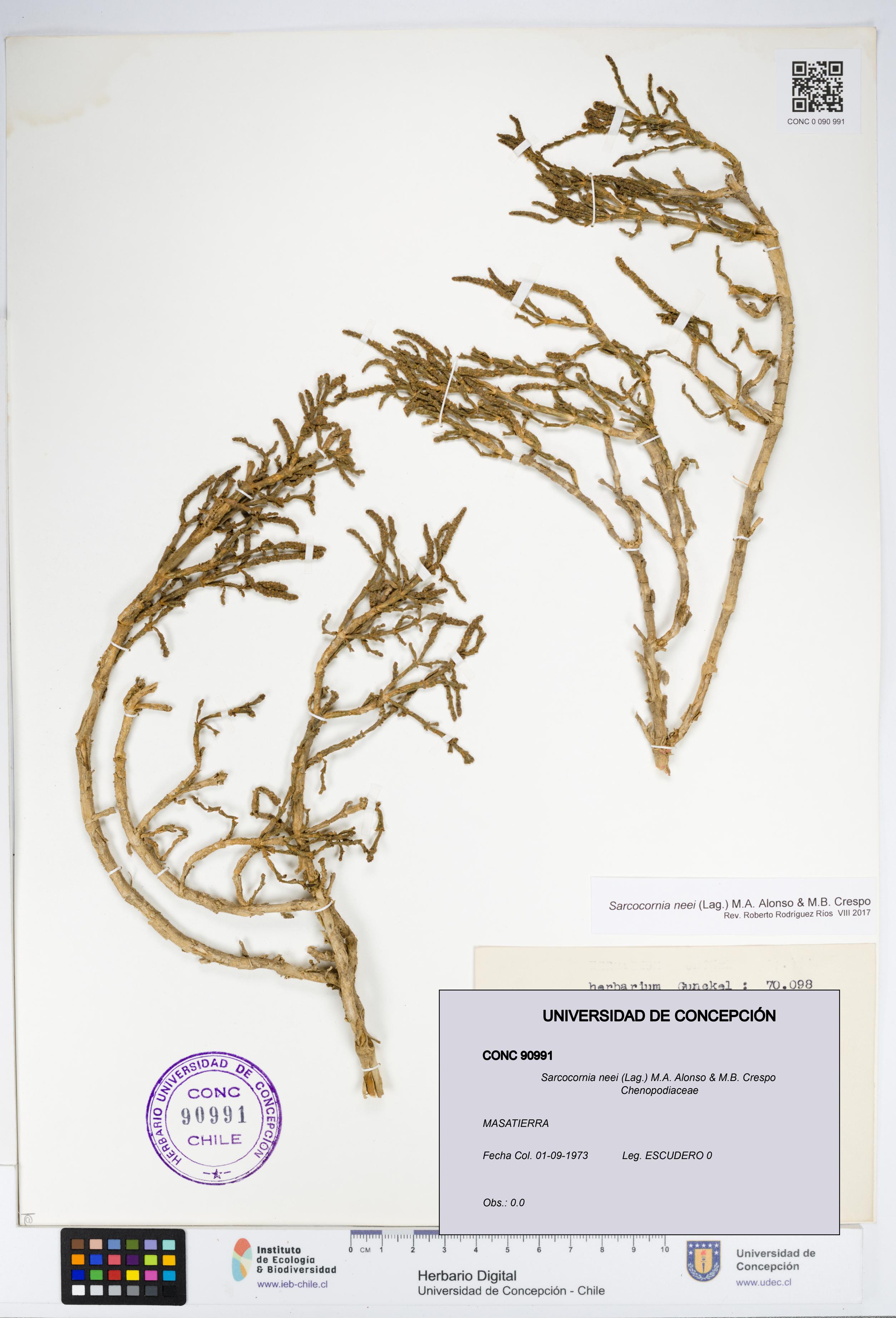 Sarcocornia neei [Espécimen: UDEC:CONC:0090991]