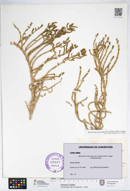 Sarcocornia neei [Espécimen: UDEC:CONC:0090992]