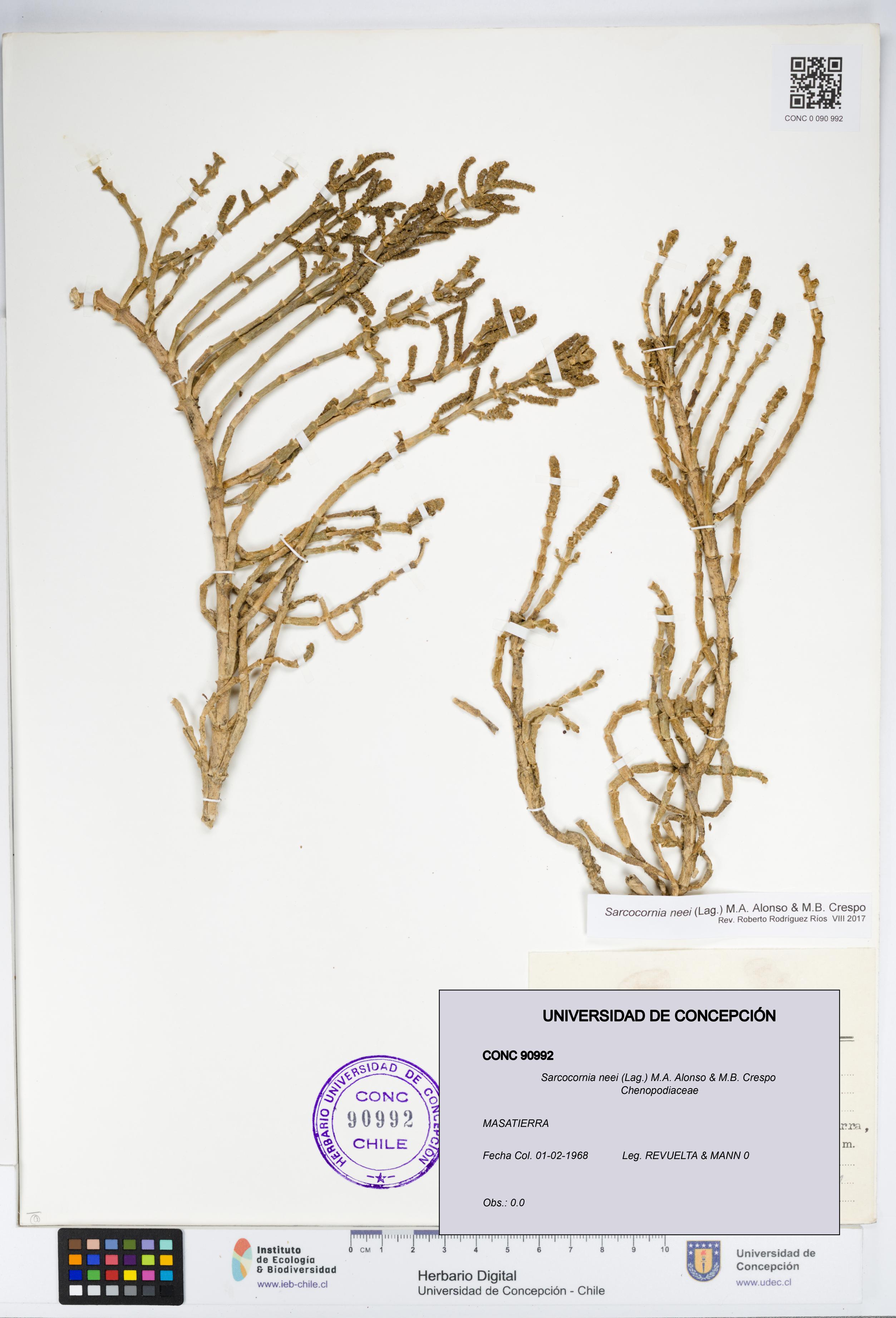 Sarcocornia neei [Espécimen: UDEC:CONC:0090992]