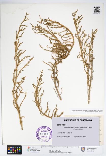 Sarcocornia neei [Espécimen: UDEC:CONC:0090993]