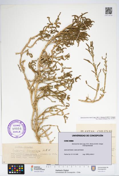 Sarcocornia neei [Espécimen: UDEC:CONC:0090994]