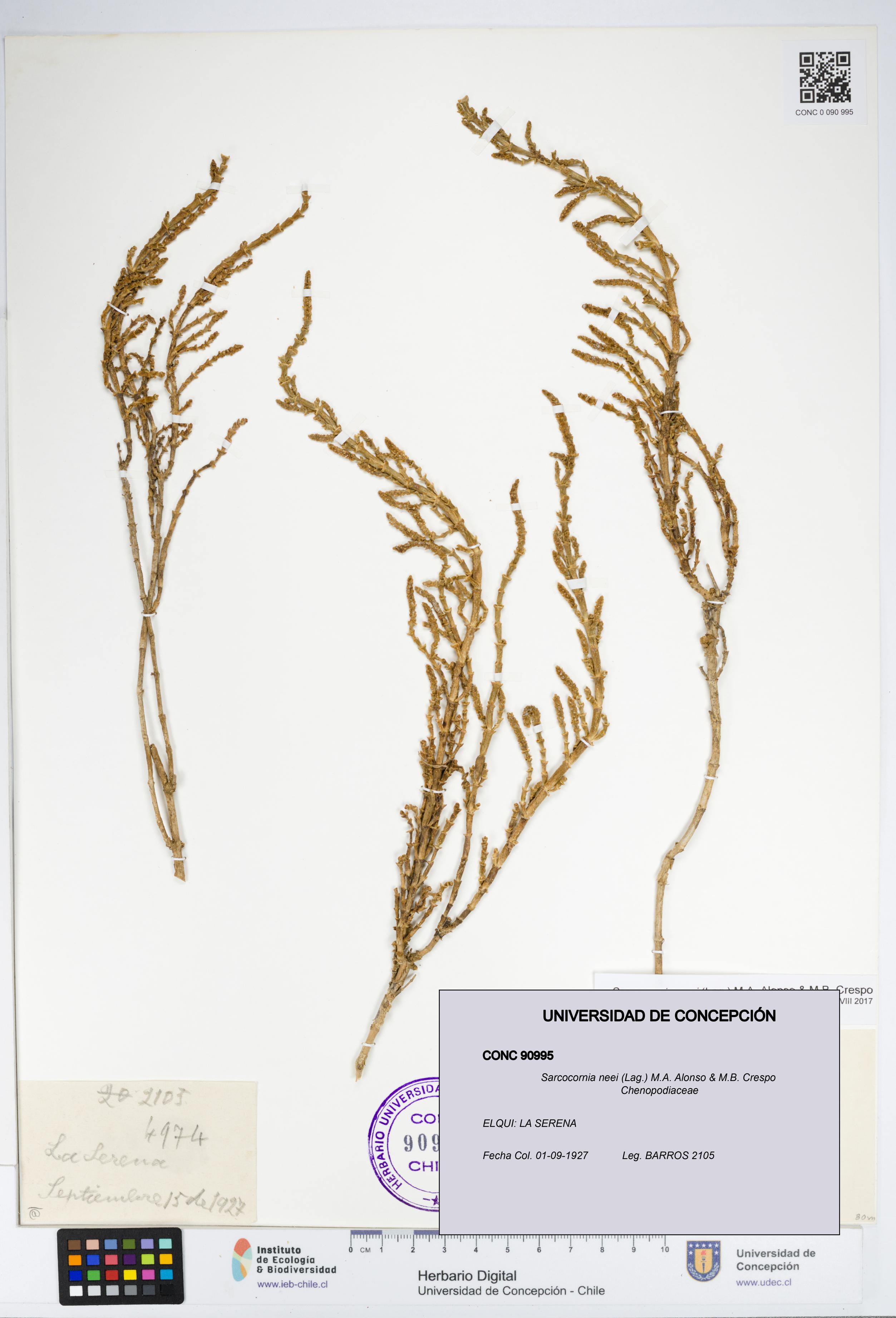 Sarcocornia neei [Espécimen: UDEC:CONC:0090995]