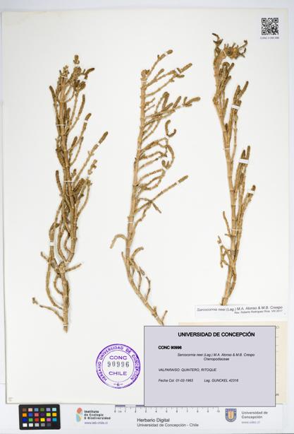 Sarcocornia neei [Espécimen: UDEC:CONC:0090996]