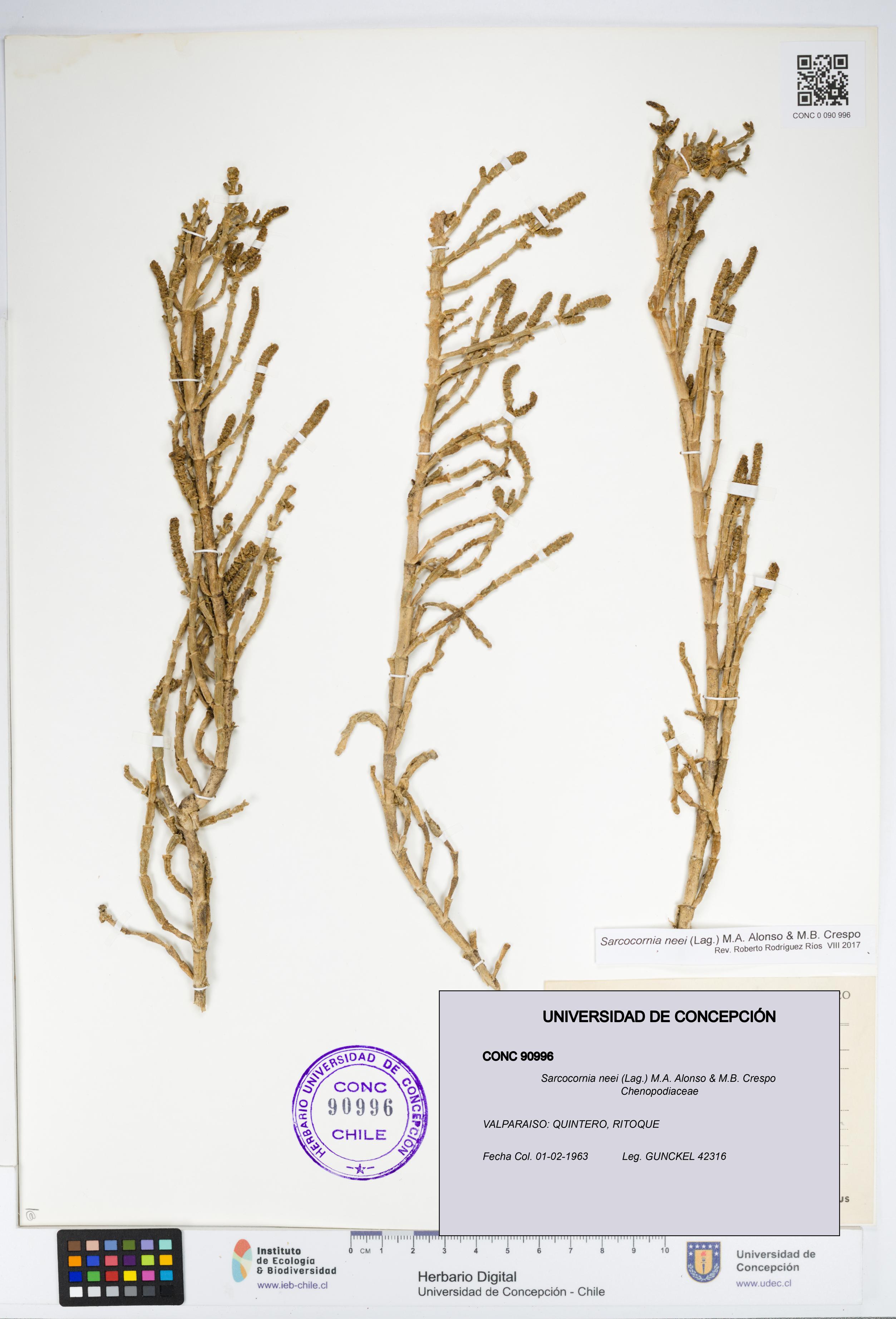 Sarcocornia neei [Espécimen: UDEC:CONC:0090996]