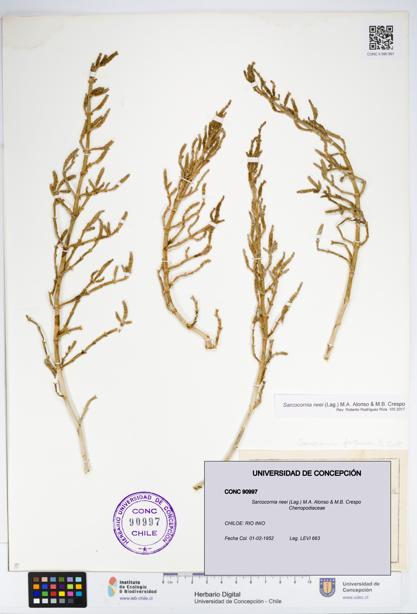 Sarcocornia neei [Espécimen: UDEC:CONC:0090997]