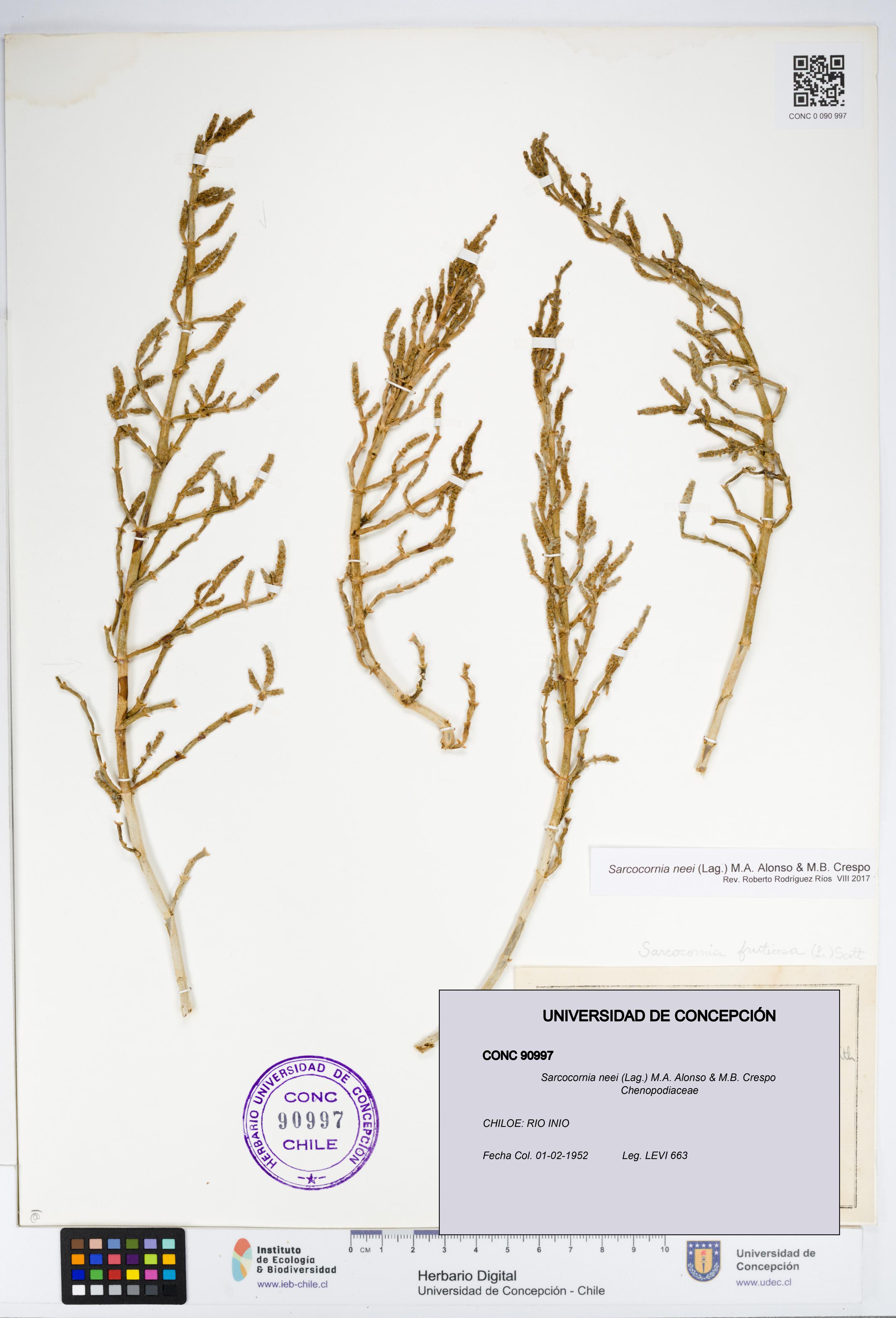 Sarcocornia neei [Espécimen: UDEC:CONC:0090997]