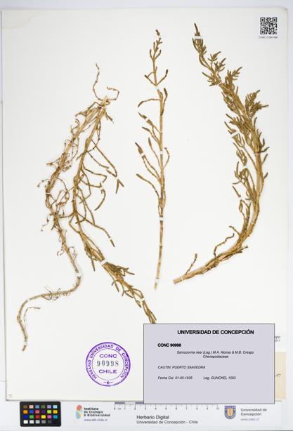 Sarcocornia neei [Espécimen: UDEC:CONC:0090998]