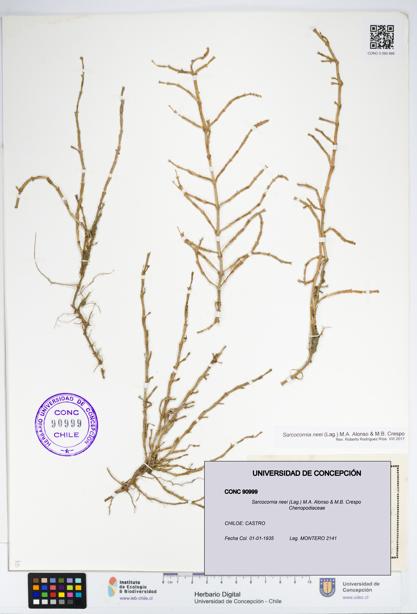 Sarcocornia neei [Espécimen: UDEC:CONC:0090999]