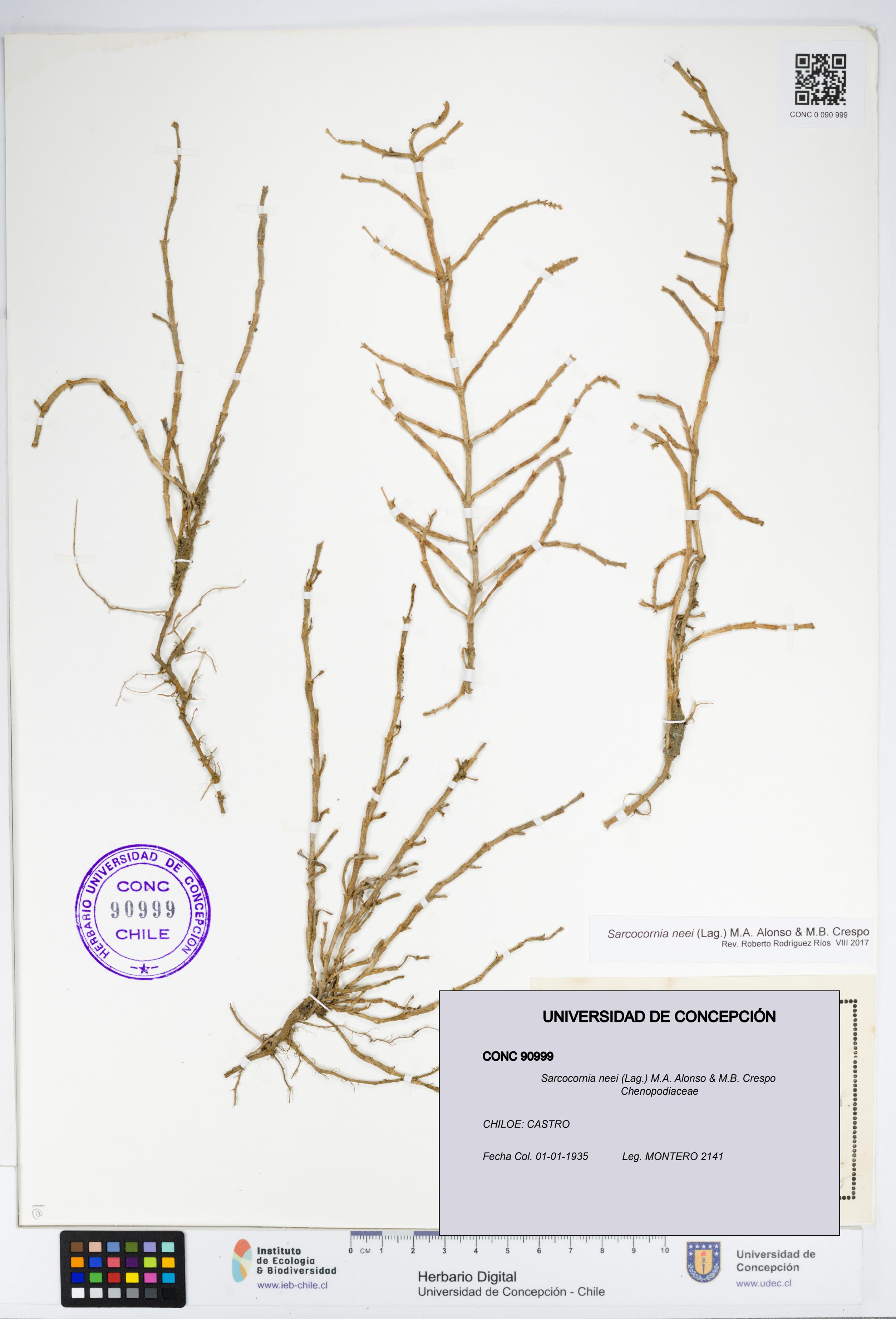 Sarcocornia neei [Espécimen: UDEC:CONC:0090999]