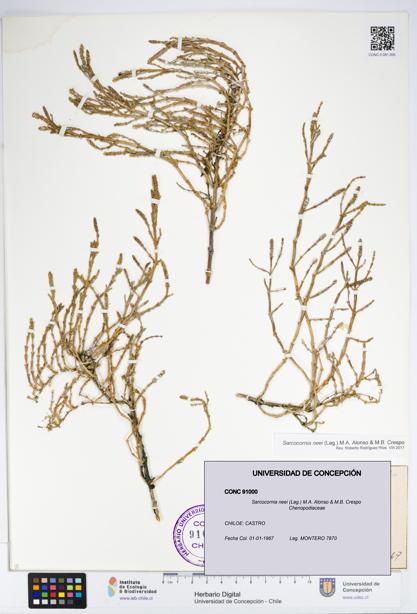 Sarcocornia neei [Espécimen: UDEC:CONC:0091000]