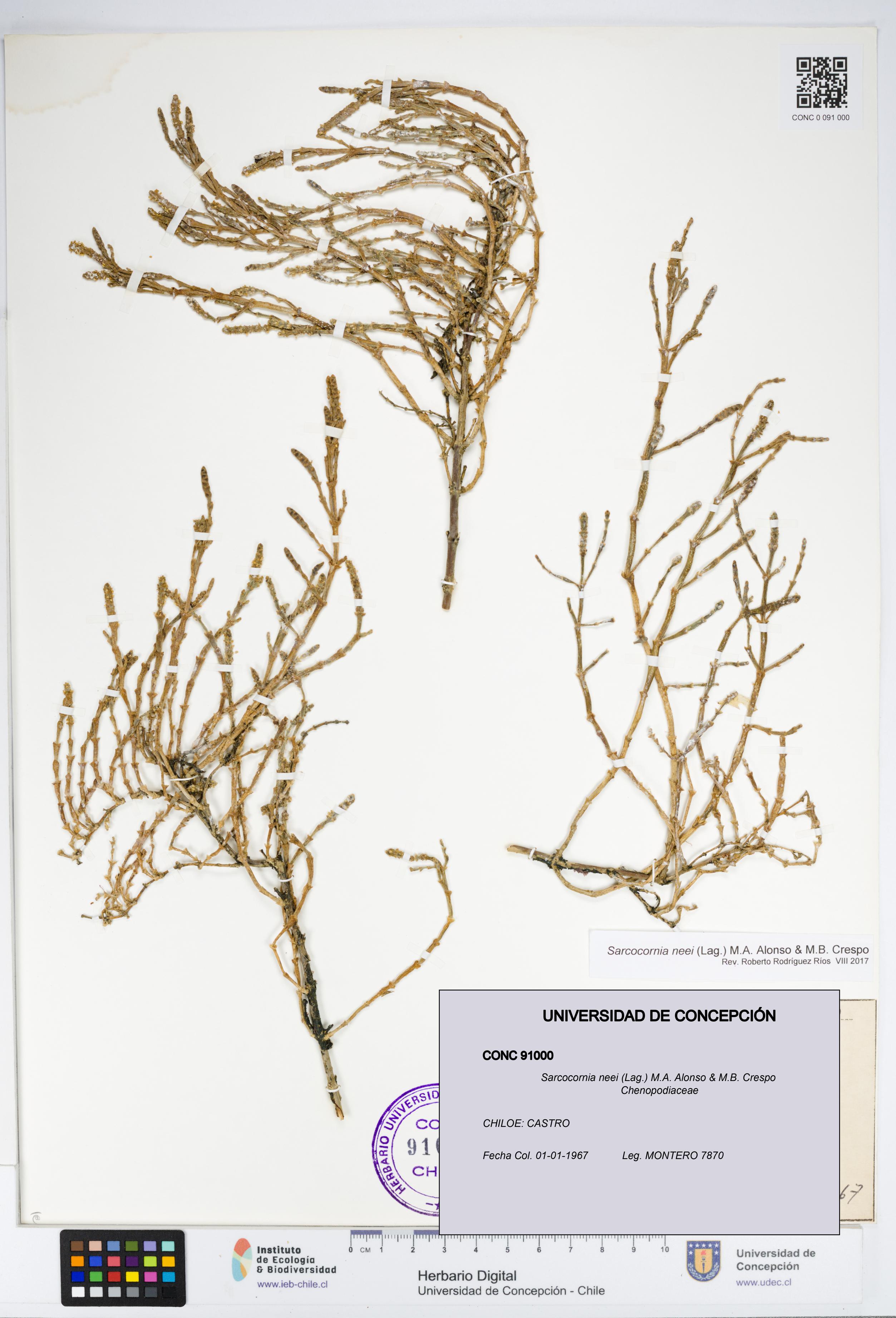 Sarcocornia neei [Espécimen: UDEC:CONC:0091000]