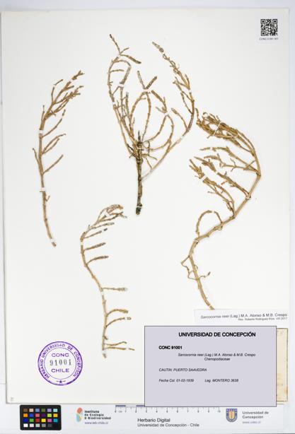 Sarcocornia neei [Espécimen: UDEC:CONC:0091001]