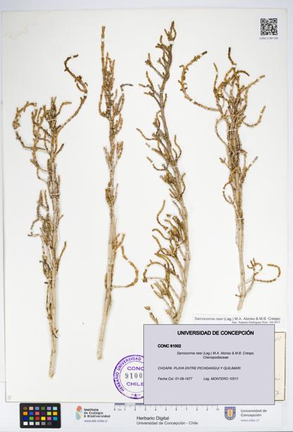 Sarcocornia neei [Espécimen: UDEC:CONC:0091002]