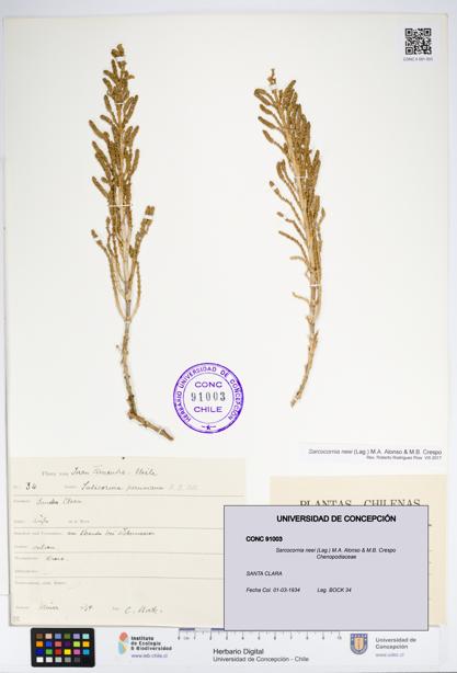 Sarcocornia neei [Espécimen: UDEC:CONC:0091003]