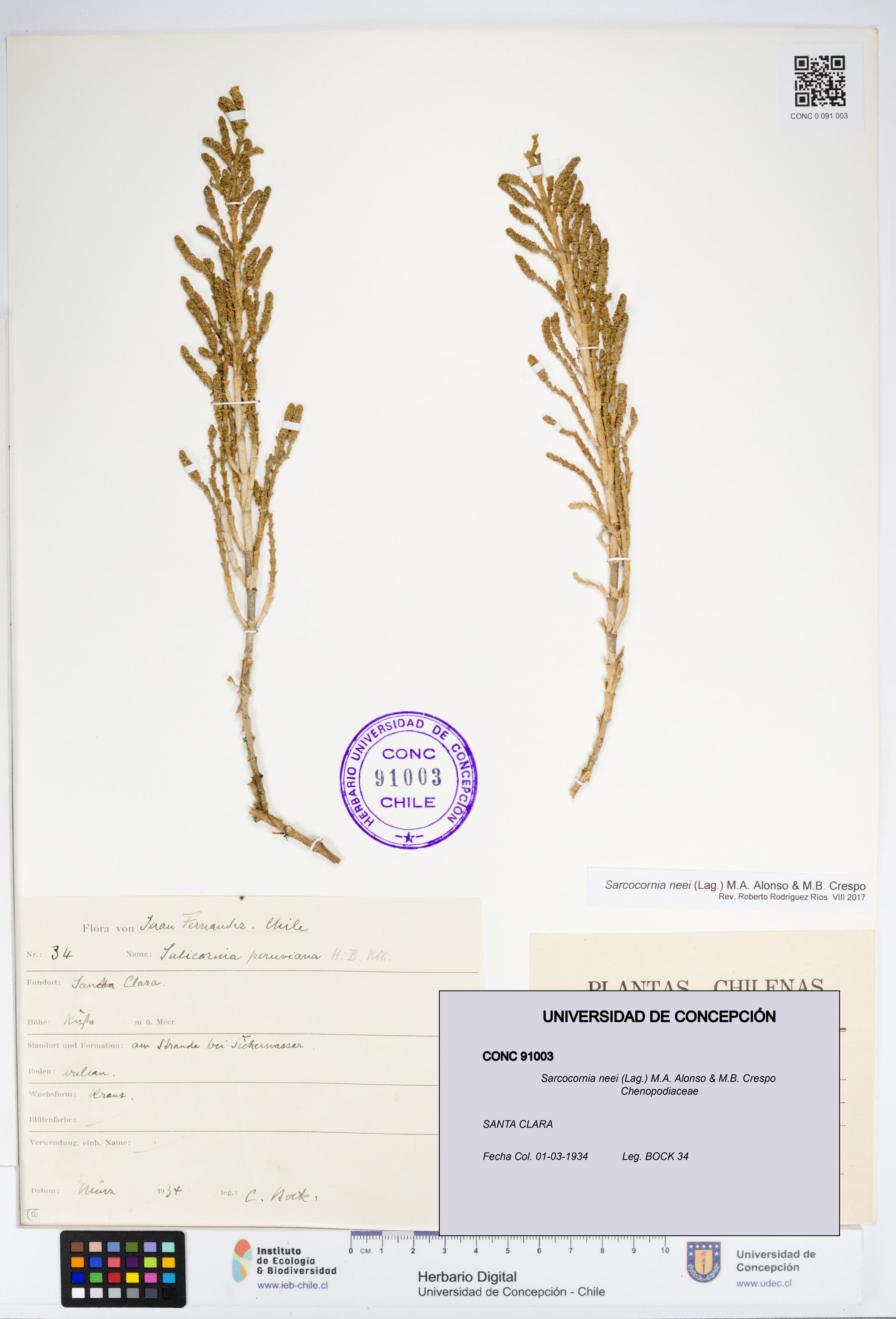 Sarcocornia neei [Espécimen: UDEC:CONC:0091003]