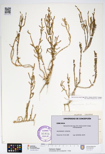 Sarcocornia neei [Espécimen: UDEC:CONC:0091014]