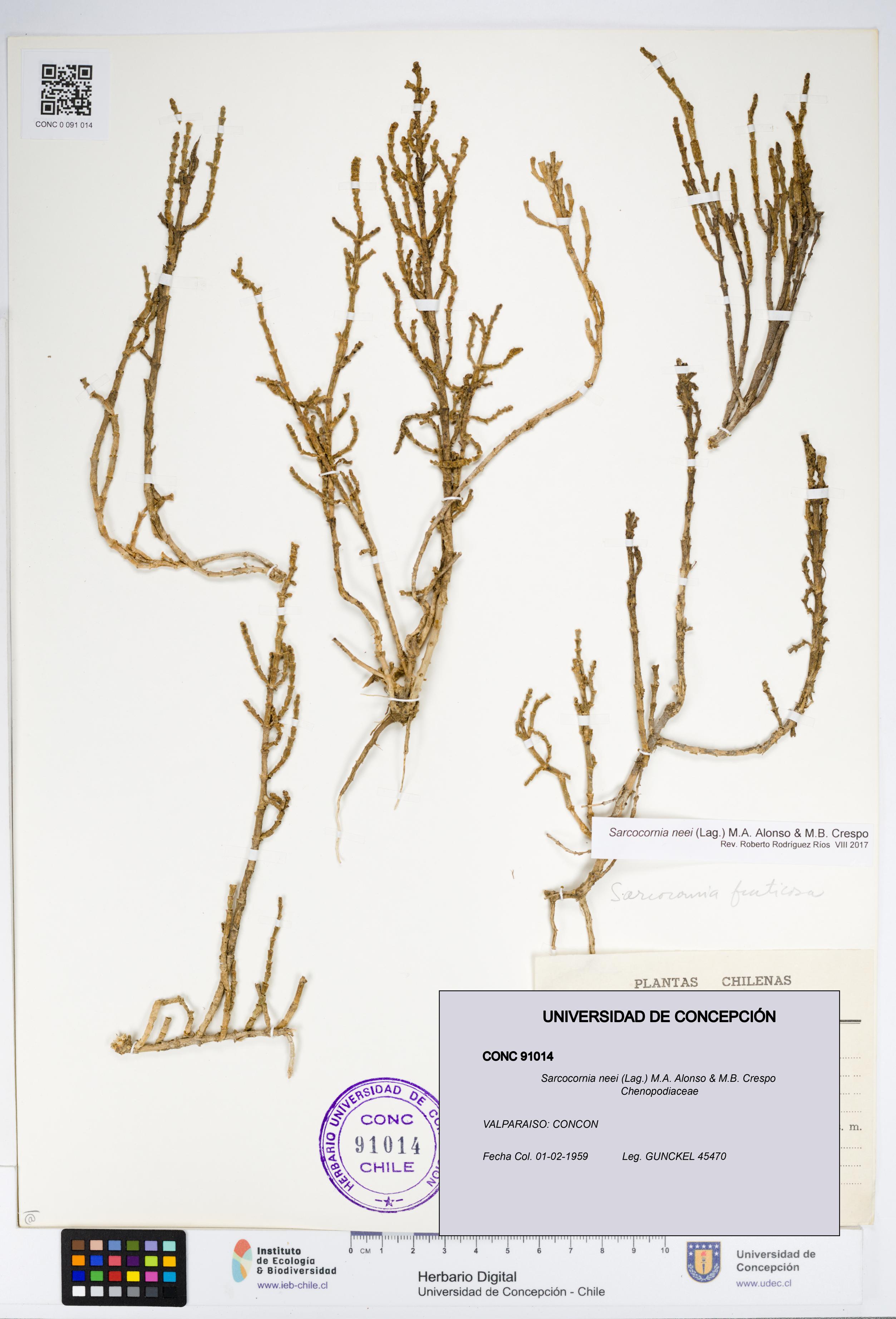 Sarcocornia neei [Espécimen: UDEC:CONC:0091014]