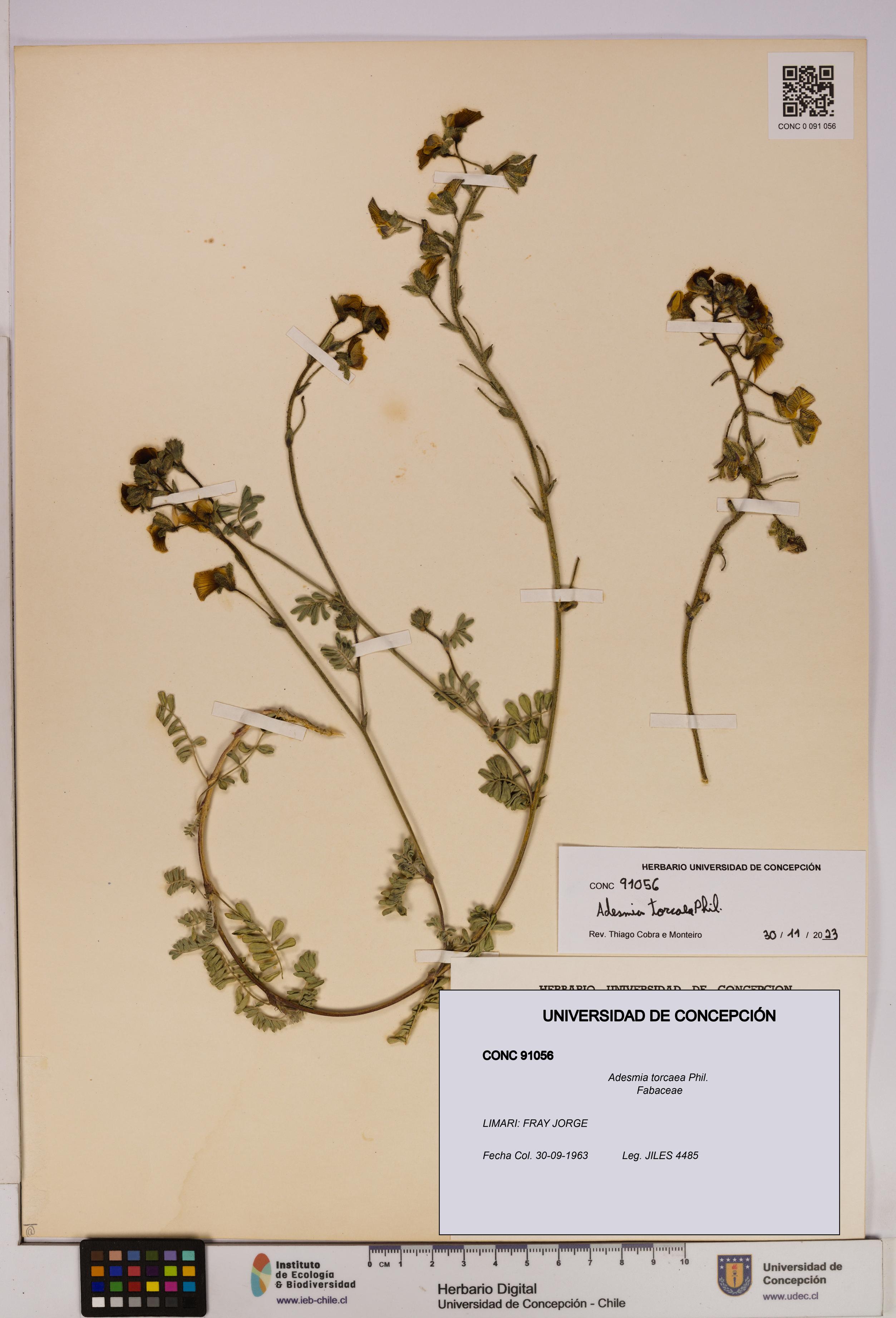 Adesmia torcaea [Espécimen: UDEC:CONC:0091056]
