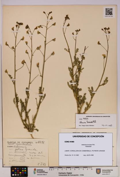 Adesmia torcaea [Espécimen: UDEC:CONC:0091063]