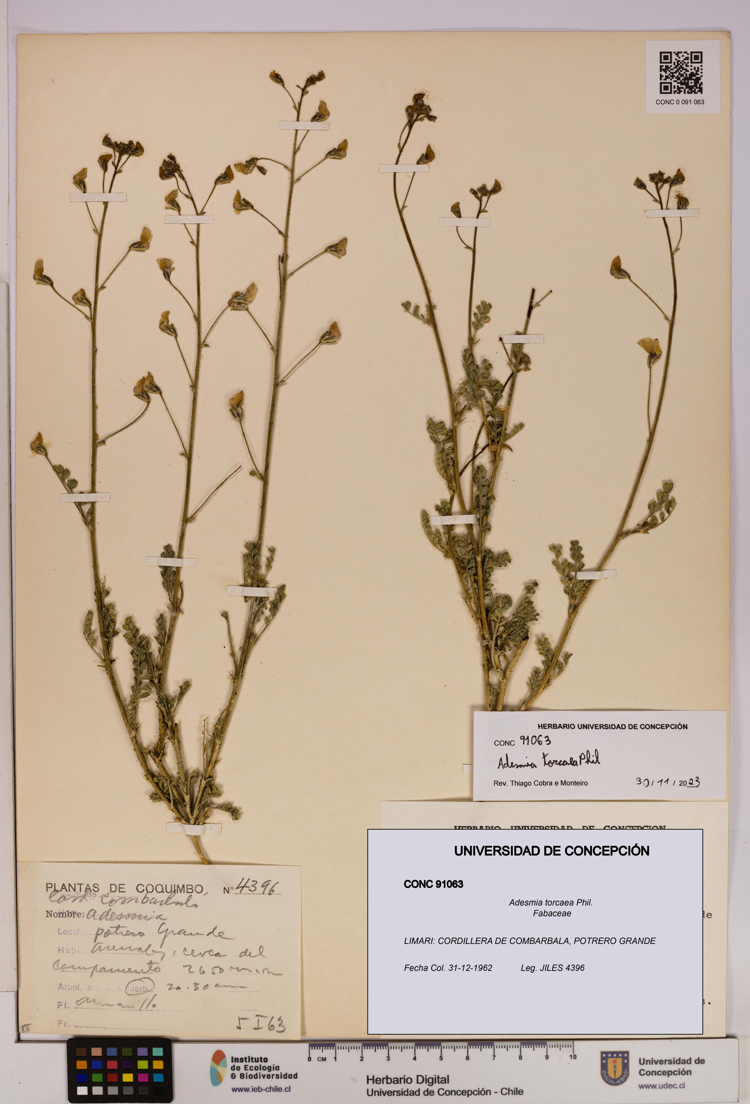 Adesmia torcaea [Espécimen: UDEC:CONC:0091063]