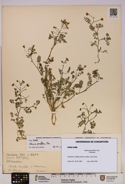 Adesmia parviflora [Espécimen: UDEC:CONC:0091066]