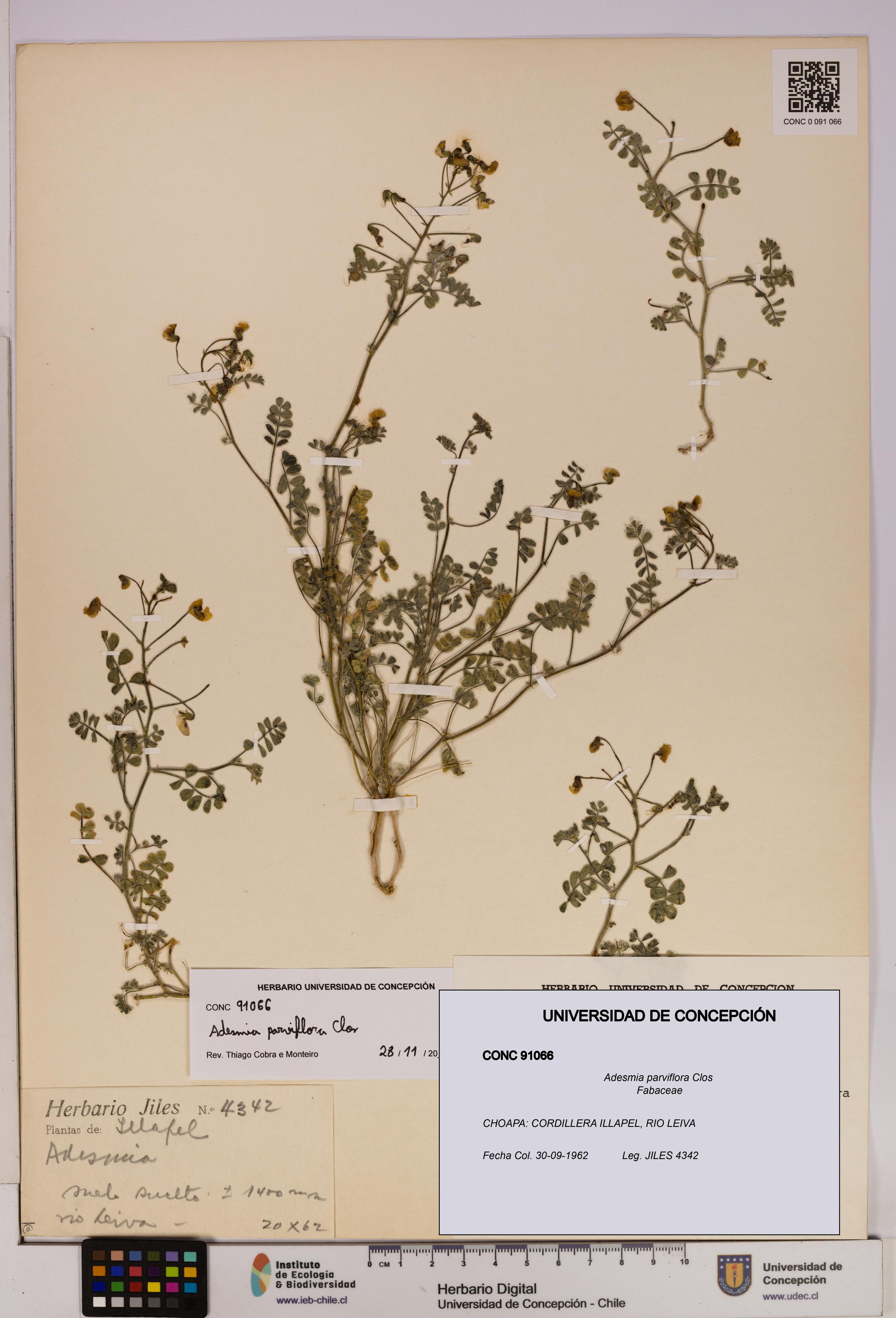 Adesmia parviflora [Espécimen: UDEC:CONC:0091066]