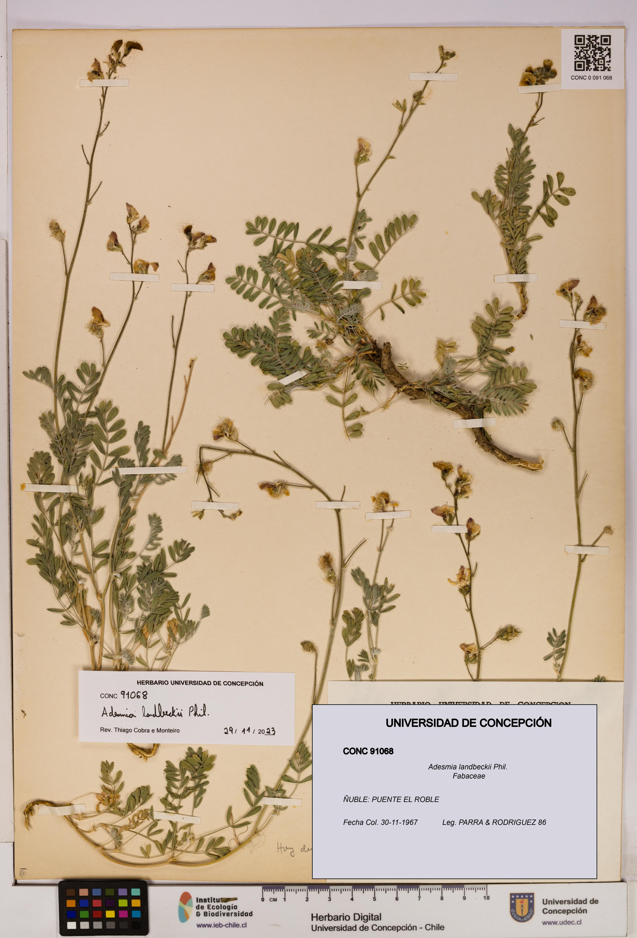 Adesmia landbeckii [Espécimen: UDEC:CONC:0091068]