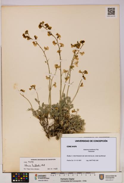 Adesmia landbeckii [Espécimen: UDEC:CONC:0091070]