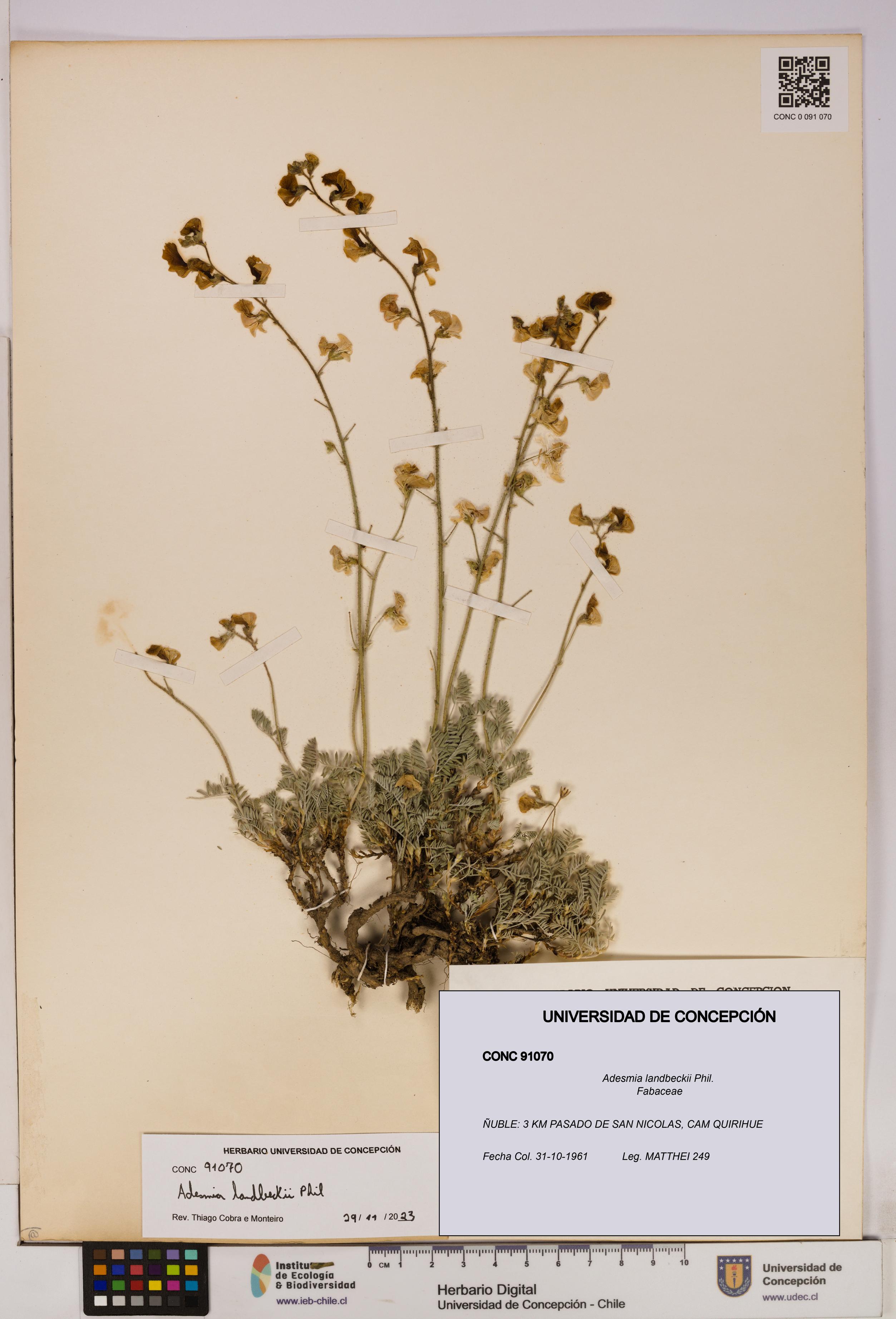 Adesmia landbeckii [Espécimen: UDEC:CONC:0091070]