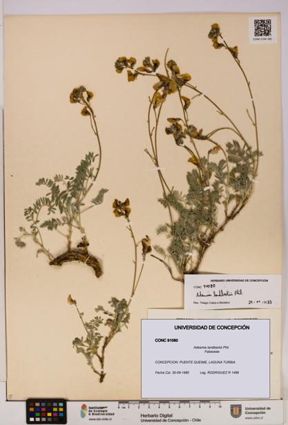 Adesmia landbeckii [Espécimen: UDEC:CONC:0091080]