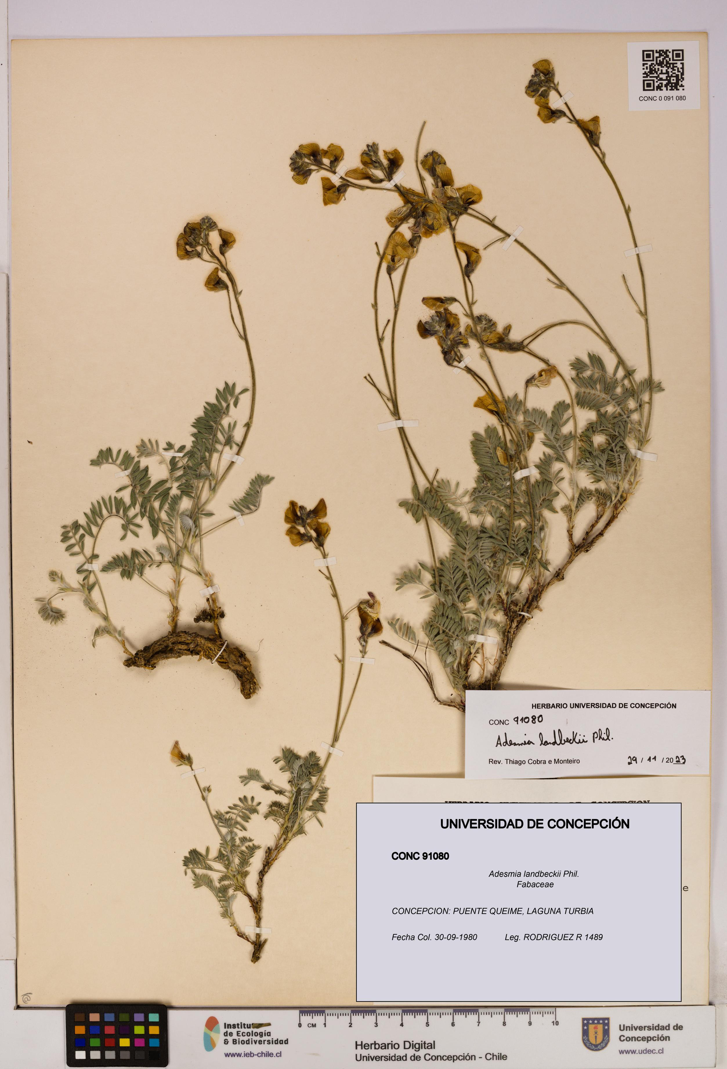 Adesmia landbeckii [Espécimen: UDEC:CONC:0091080]