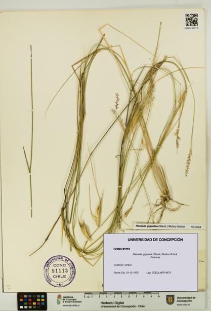 Nassella gigantea [Espécimen: UDEC:CONC:0091113]