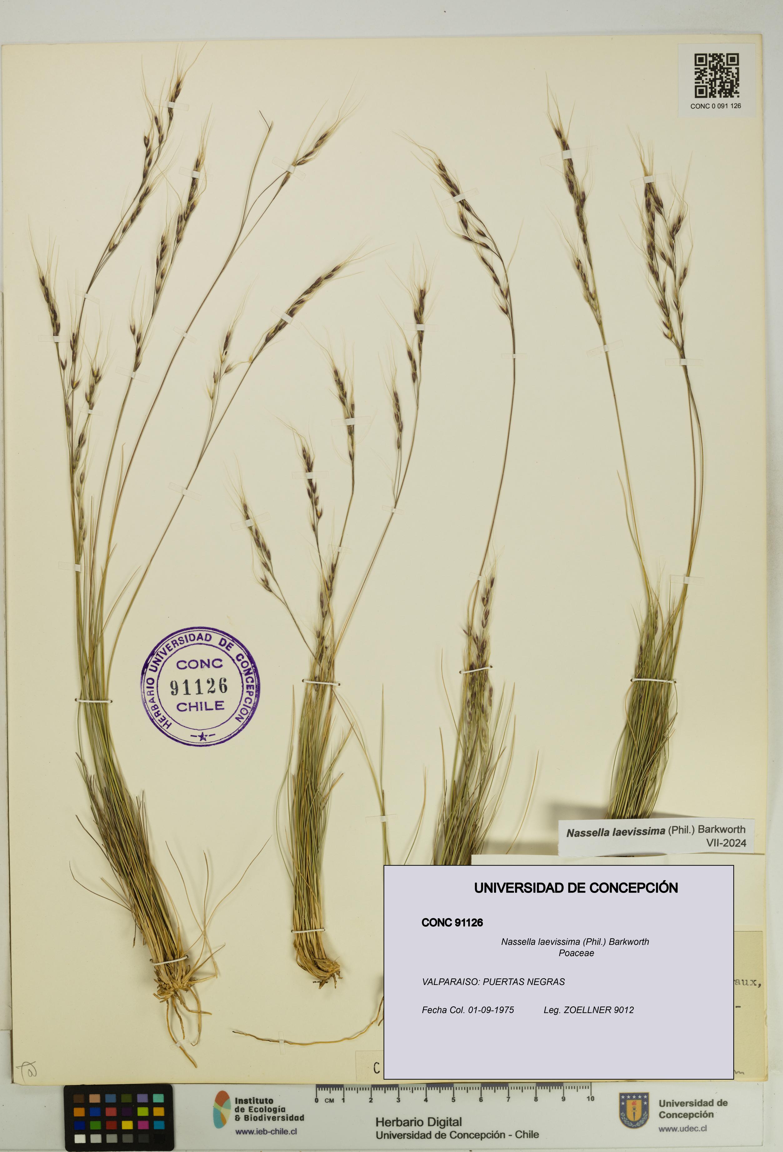 Nassella laevissima [Espécimen: UDEC:CONC:0091126]